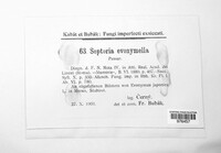 Septoria euonymella image